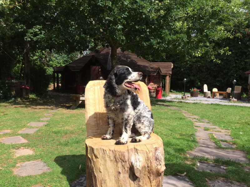 We welcome your canine chums and have direct access to wonderful dog walking. We have dogs of our own so we understand the importance of your doggie family members – but you will need to talk to us before you book .